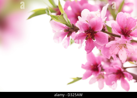 Spring Blossom auf weißem Hintergrund Stockfoto