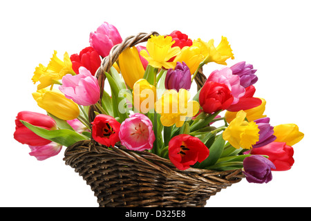 Tulpen und Narzissen in Korb, isoliert auf weißem Hintergrund. Stockfoto