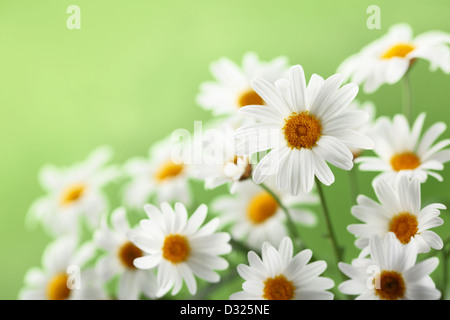 Reihe von Kamillen auf grünem Hintergrund Stockfoto