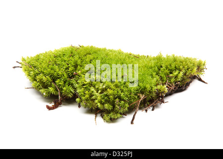 Grünes Moos auf weißem Hintergrund Stockfoto