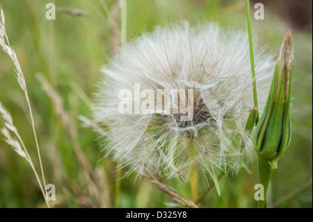 Ziegenbart Samenkopf, Salsify, Tragopogon dubius, Paignton, Torbay. Stockfoto