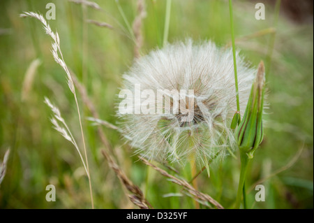 Ziegenbart Samenkopf, Salsify, Tragopogon dubius, Paignton, Torbay. Stockfoto