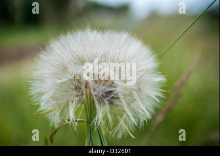 Ziegenbart Samenkopf, Salsify, Tragopogon dubius, Paignton, Torbay. Stockfoto