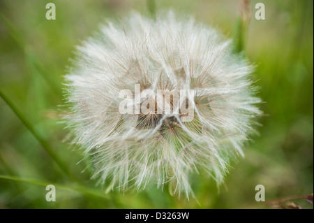 Ziegenbart Samenkopf, Salsify, Tragopogon dubius, Paignton, Torbay. Stockfoto