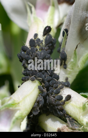 Schwarze Bohnen-Blattlaus (Aphis Fabae) oder Blackfly auf einer Saubohne-Pflanze. Stockfoto