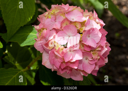 Hortensie, Hydrangea Macrophylla, Hydrangeaceae, Westfalenpark, Dortmund, Ruhrgebiet, Nordrhein-Westfalen, Deutschland Stockfoto