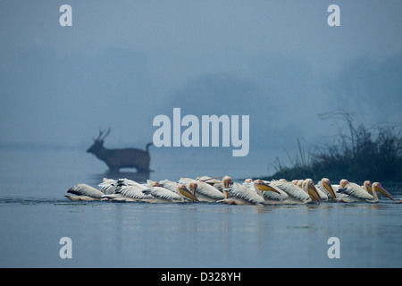 Eine Herde von großen, weißen oder rosa Pelikan Angeln mit einem Reh im Hintergrund in einem See in Bharatpur Vogelschutzgebiet Stockfoto