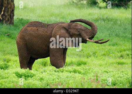 Afrikanischer Elefant (Loxodonta Africana Africana), Lewa Wildlife Conservancy, Laikipia Plateau, Kenia Stockfoto