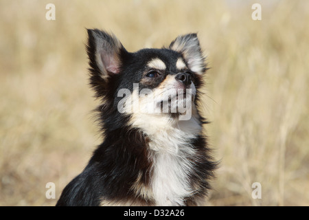 Hund Chihuahua Langhaar Erwachsenen Porträt Stockfoto