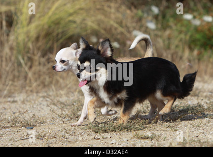 Hund Chihuahua Langhaar und Kurzhaar zwei Erwachsene, die auf dem Boden Stockfoto