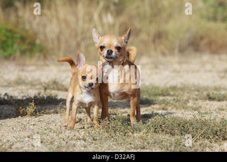 Chihuahua Kurzhaar Hund / Welpen und Erwachsene stehen auf dem Boden Stockfoto