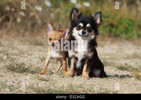 Hund, Chihuahua Langhaar und Kurzhaar / Erwachsene und Welpen verschiedene Farben Stockfoto