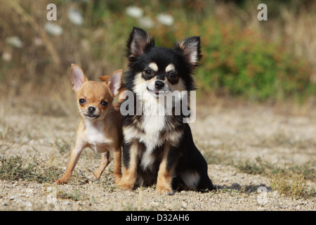 Hund, Chihuahua Langhaar und Kurzhaar / Erwachsene und Welpen verschiedene Farben Stockfoto