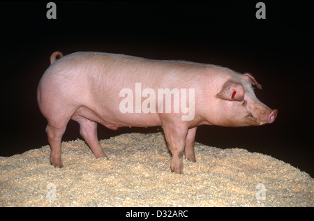 Porträt des großen weißen Schwein vor schwarzem Hintergrund Stockfoto