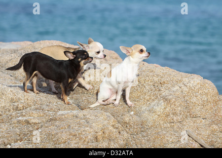 Hund Chihuahua Kurzhaar drei Erwachsene sitzen auf den Felsen Stockfoto