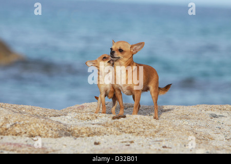 Hund Chihuahua Erwachsene und Welpen stehen auf den Felsen Stockfoto