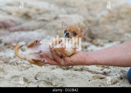 Hund Chihuahua Kurzhaar Welpen in der Hand eines Mannes Stockfoto