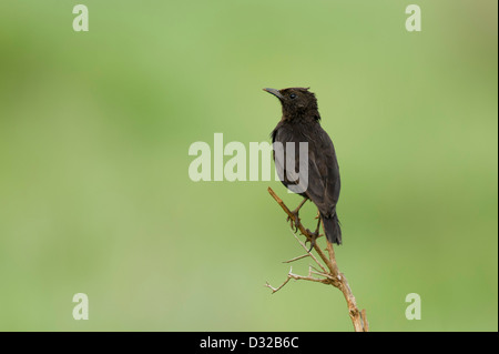 Nördlichen Ameisenbär chatten, Myrmecocichla Aethiops, Lewa Wildlife Conservancy, Laikipia Plateau, Kenia Stockfoto