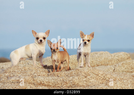 Hund Chihuahua Erwachsene und Welpen steht auf er rockt Stockfoto