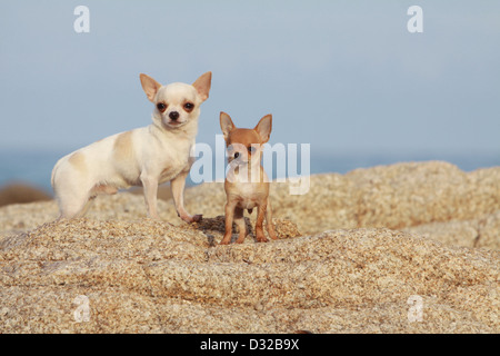 Hund Chihuahua Erwachsene und Welpen stehen auf den Felsen Stockfoto