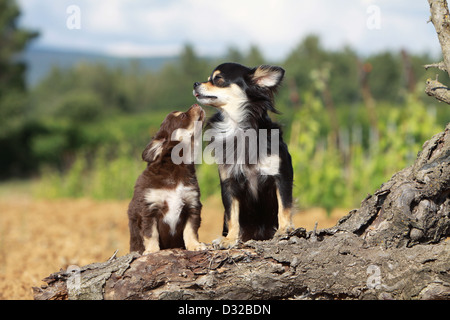 Hund-Chihuahua Langhaar / Erwachsene und Welpen verschiedene Farben sitzen auf einem Holz Stockfoto