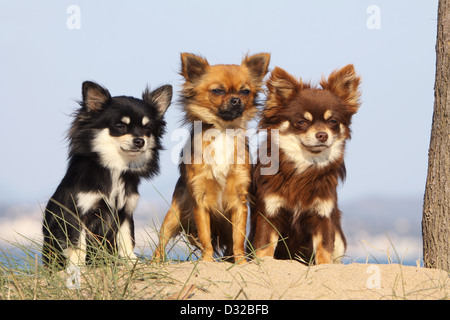 Hund Chihuahua Langhaar drei Erwachsene verschiedene Farben am Strand Stockfoto