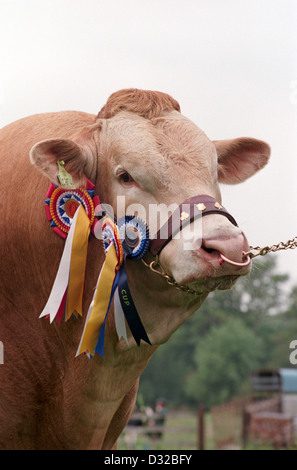 Porträt von Preis gewinnende Blonde d ' Aquitaine Bullen, Barston, Warwickshire, England Stockfoto