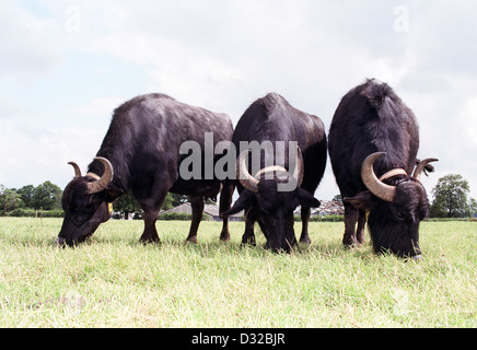 Drei Wasserbüffel grasen, Gloucestershire, England Stockfoto