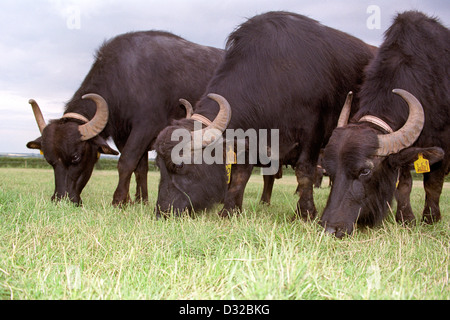 Drei Wasserbüffel grasen, Gloucestershire, England Stockfoto