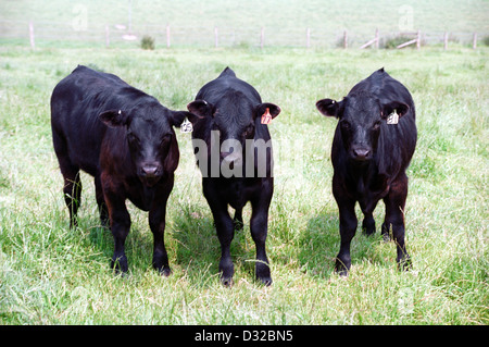 Drei Aberdeen Angus Kälber, Lambourn, Berkshire, England Stockfoto