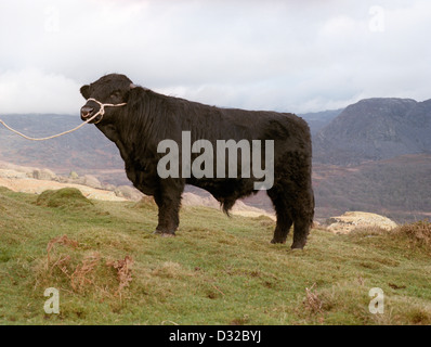 Welsh black Bull auf Berg, Harlech, Nordwales Stockfoto