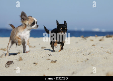 Hund, Chihuahua Langhaar und Kurzhaar / Erwachsene und Welpen verschiedene Farben laufen am Strand Stockfoto