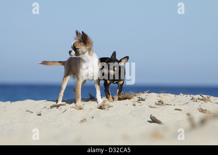 Hund, Chihuahua Langhaar und Kurzhaar / Erwachsene und Welpen verschiedene Farben stehen am Strand Stockfoto