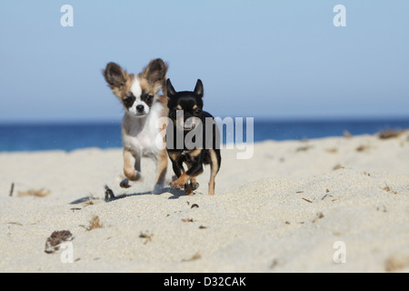 Hund, Chihuahua Langhaar und Kurzhaar / Erwachsene und Welpen verschiedene Farben laufen am Strand Stockfoto
