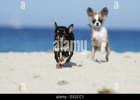 Hund, Chihuahua Langhaar und Kurzhaar / Erwachsene und Welpen verschiedene Farben laufen am Strand Stockfoto