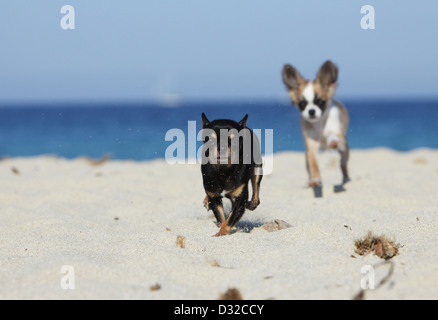 Hund, Chihuahua Langhaar und Kurzhaar / Erwachsene und Welpen verschiedene Farben laufen am Strand Stockfoto