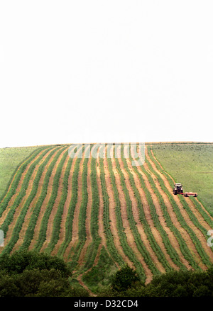 Traktor Ausschnittgras im Feld, Clun, Shropshire, England Stockfoto