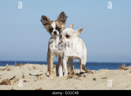 Hund, Chihuahua Langhaar und Kurzhaar / Erwachsene und Welpen verschiedene Farben stehen am Strand Stockfoto