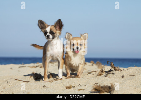 Hund-Chihuahua Langhaar / Erwachsene und Welpen verschiedene Farben stehen am Strand Stockfoto