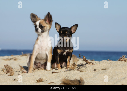 Hund, Chihuahua Langhaar und Kurzhaar / Erwachsene und Welpen verschiedene Farben am Strand sitzen Stockfoto