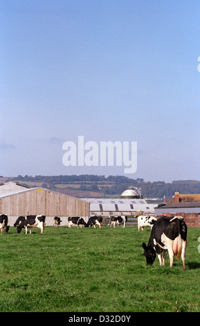 Holstein-Rinder weiden im Feld mit landwirtschaftlichen Gebäuden im Hintergrund, Chepstow, Monmouthshire, Wales Stockfoto