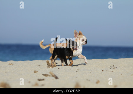 Chihuahua Kurzhaar Hund / zwei Erwachsene verschiedenen Farben laufen am Strand Stockfoto