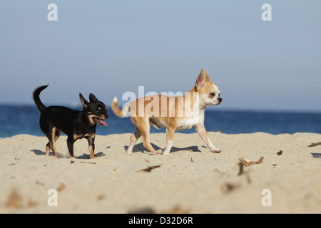 Chihuahua Kurzhaar Hund / zwei Erwachsene verschiedenen Farben laufen am Strand Stockfoto