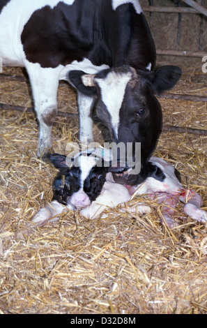 Britischen Holstein Kuh leckt neugeborenes Kalb auf Stroh, Calne, Wiltshire, England Stockfoto