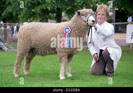 Champion Cotswold Schafe, drei Landkreise zeigen, Malvern, England Stockfoto