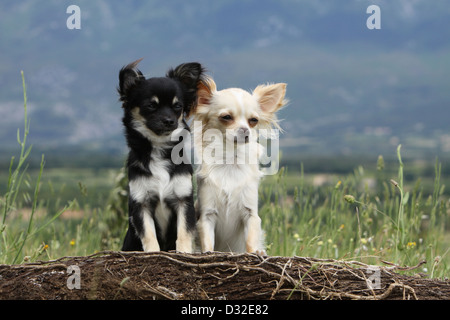 Chihuahua Langhaar zwei Erwachsene sitzen auf einem Holz Hund Stockfoto