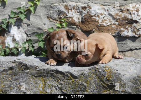 Hund, Chihuahua Langhaar und Kurzhaar / zwei Welpen liegen an einer Wand Stockfoto