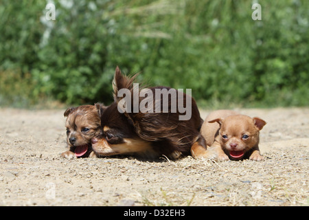 Hund, Chihuahua Langhaar und Kurzhaar / Erwachsene und Welpen verschiedene Farben auf dem Boden liegend Stockfoto