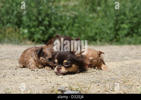 Hund, Chihuahua Langhaar und Kurzhaar / Erwachsene und Welpen verschiedene Farben auf dem Boden liegend Stockfoto