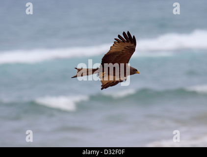 Gelb in Rechnung gestellt Drachensteigen über See in Südafrika Stockfoto